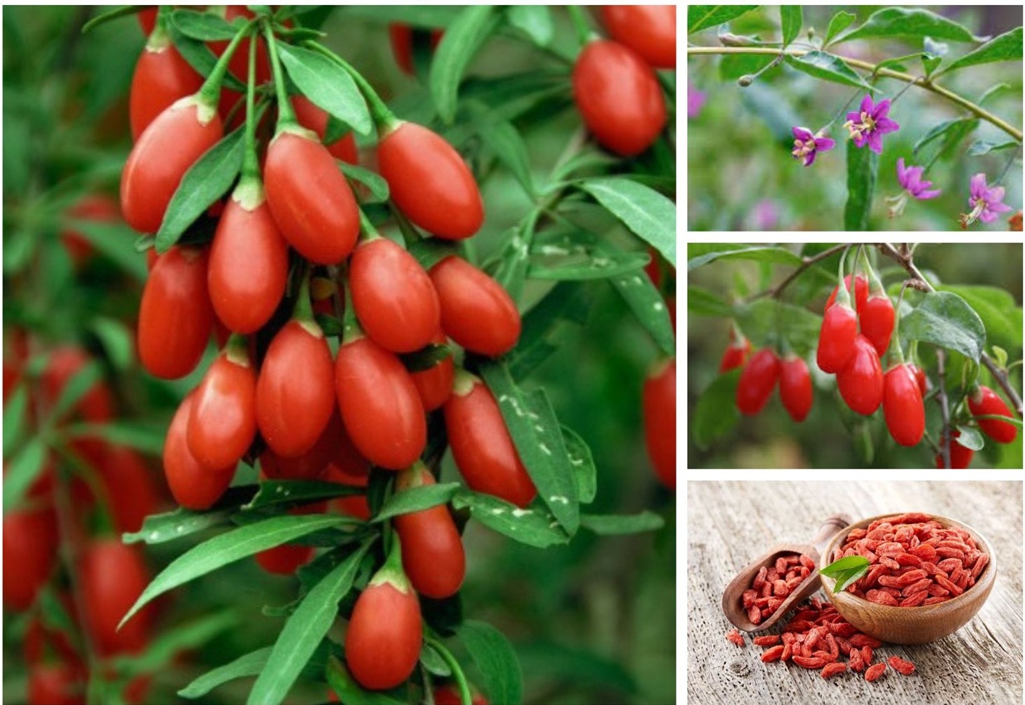 Câu kỷ tử: Công dụng, liều dùng và cách sử dụng hiệu quả