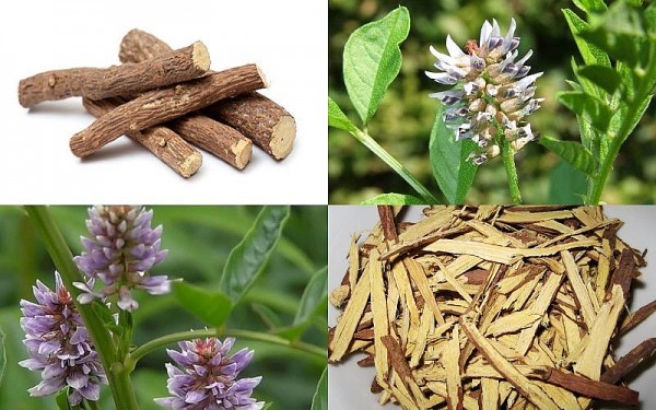 Công dụng của cam thảo bắc trong chữa bệnh của dân gian