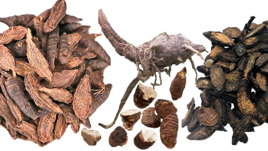 Công dụng, cách dùng của hương phụ trong dân gian