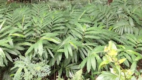 Khám phá tác dụng và bài thuốc chữa bệnh hay của cây sa nhân