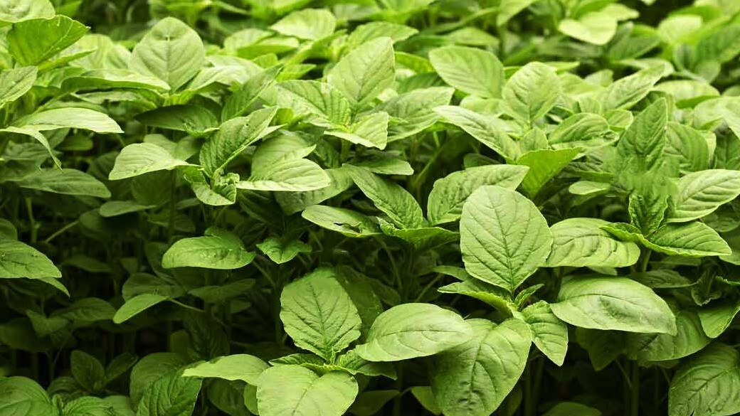 Bài thuốc hay từ cây rau dền