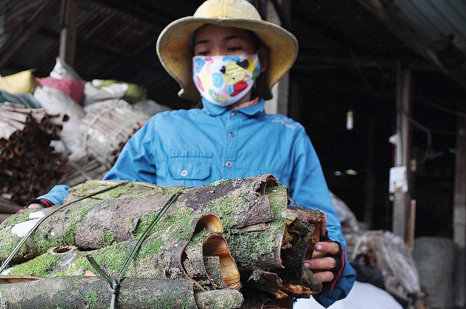 Vùng chuyên canh dược liệu: Điểm khởi đầu cho một ngành công nghiệp nhiều triển vọng