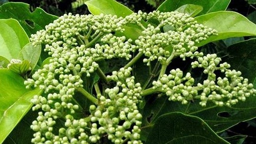 Những bài thuốc chữa bệnh từ cây vọng cách