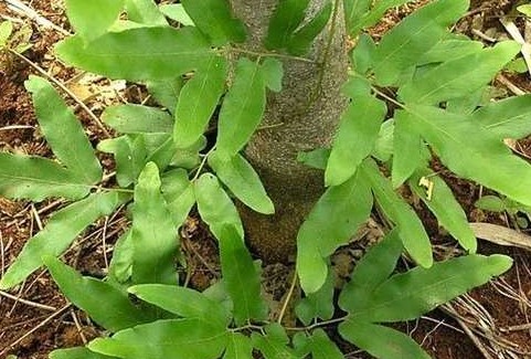 Công dụng và những bài thuốc chữa bệnh từ cây bòng bong