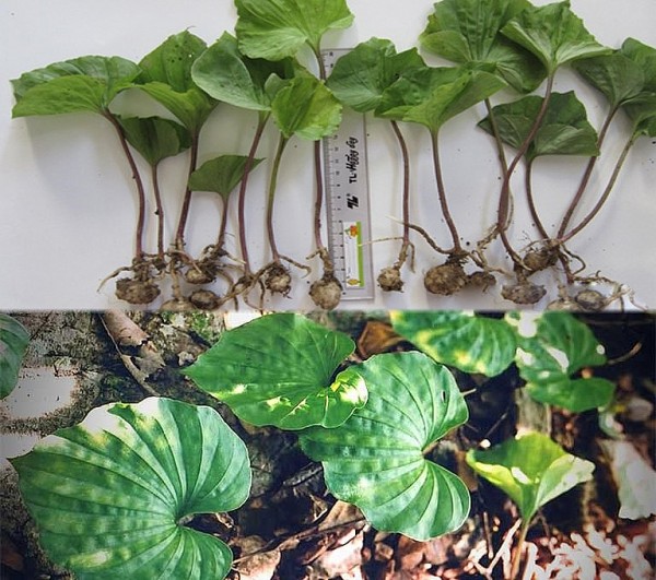 Công dụng chữa bệnh hiệu quả bất ngờ của cây một lá