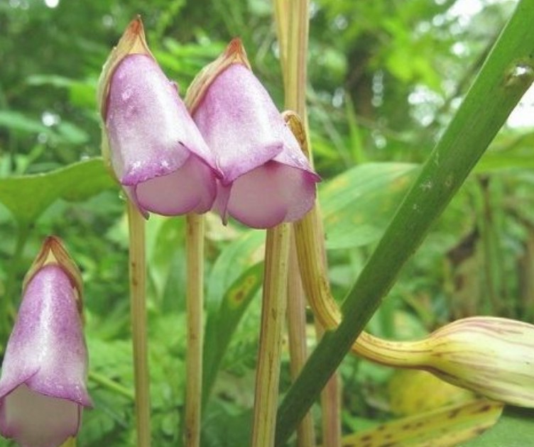 Tác dụng của cây lệ dương ít ai biết