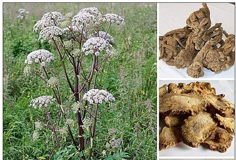 Vị thuốc quý độc hoạt