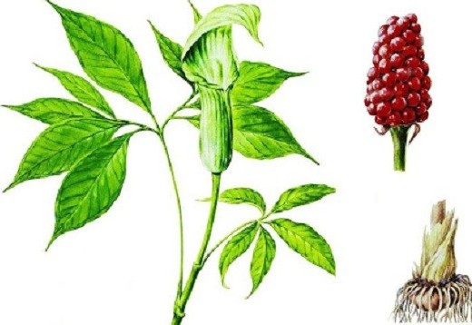 Công dụng và những lưu ý khi sử dụng cây thuốc quý nam tinh