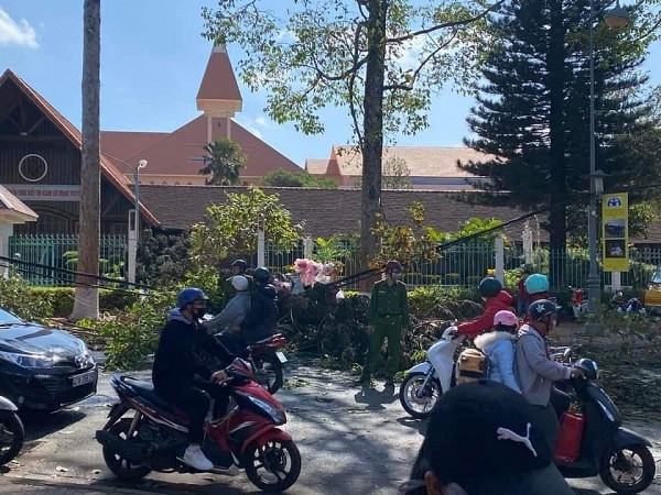 Đắk Lắk: Cây tùng đổ ngã bất ngờ khiến một người bị thương nặng