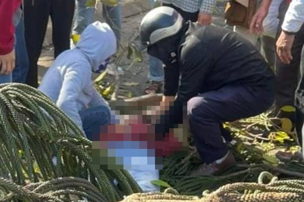 Đắk Lắk: Do vết thương quá nặng nên Thiếu nữ bán hoa tươi bị cây ngã đè đã tử vong