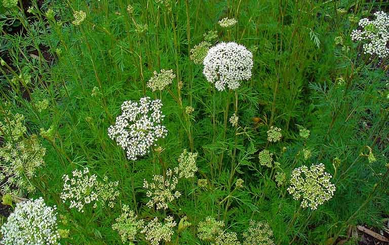 Cây xà sàng: Dược liệu quý chữa được nhiều chứng bệnh