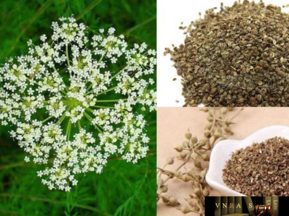 Cây xà sàng: Dược liệu quý chữa được nhiều chứng bệnh