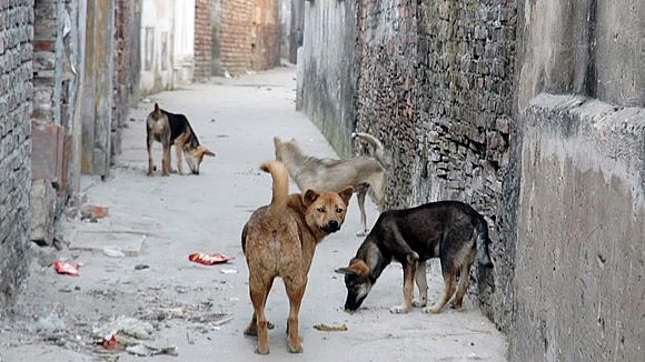 Bắc Giang triển khai biện pháp phòng, chống bệnh dại động vật