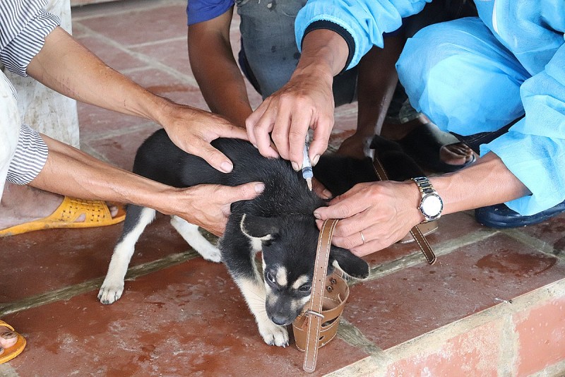 TP Hà Nội chủ động tăng cường các biện pháp phòng, chống bệnh dại