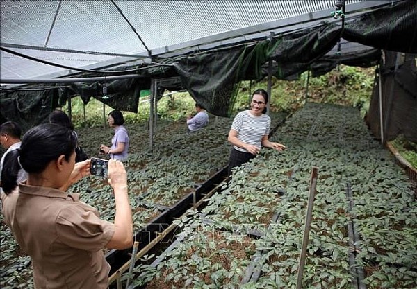 Lai Châu phát triển cây dược liệu gắn với du lịch sinh thái