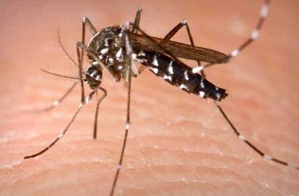 Muỗi cấy vi khuẩn chống lây nhiễm sốt xuất huyết ở Brazil