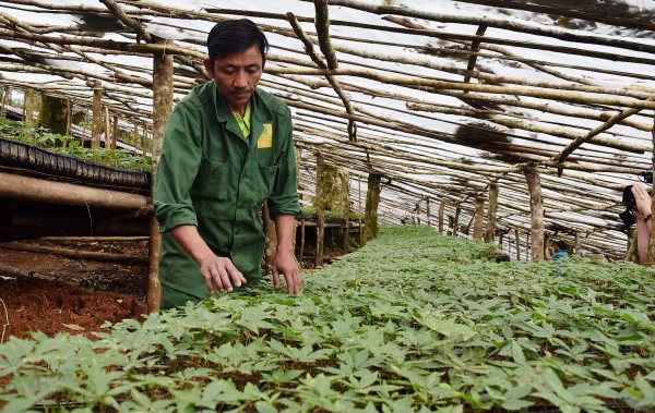 Kon Tum: Tăng cường công tác quản lý các vườn sâm Ngọc Linh trên địa bàn tỉnh