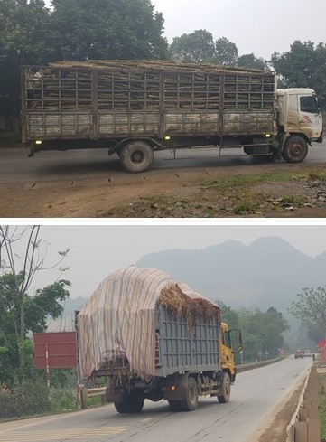 Tình trạng xe chở gỗ keo có dấu hiệu quá khổ, quá tải hoạt động trên địa bàn huyện Lạc Thủy gây ô nhiễm môi trường, ảnh hưởng đến sức khỏe người dân