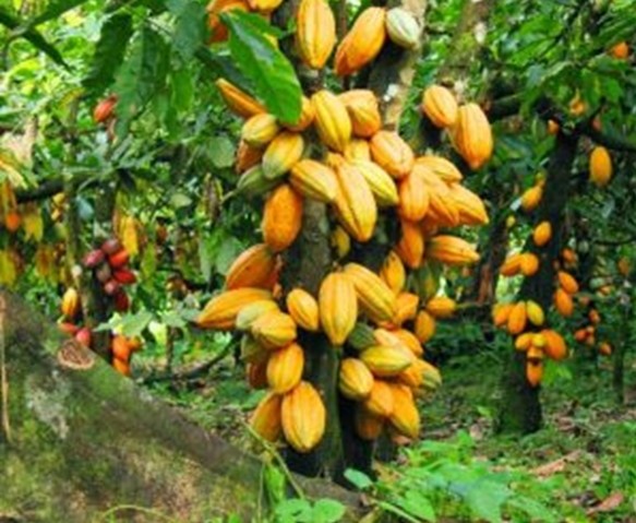 Huyện Châu Thành ( Đồng Tháp): Công ty CP Cacao Việt Nam hỗ trợ người dân mở rộng vùng trồng, phát triển kinh tế cây Cacao