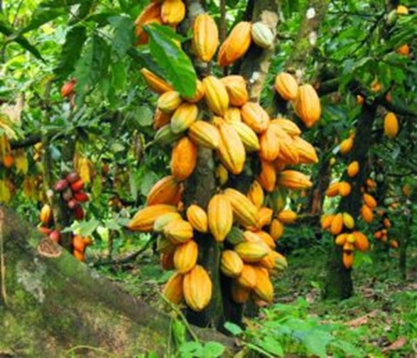 Huyện Châu Thành ( Đồng Tháp): Công ty CP Cacao Việt Nam hỗ trợ người dân mở rộng vùng trồng, phát triển kinh tế cây Cacao