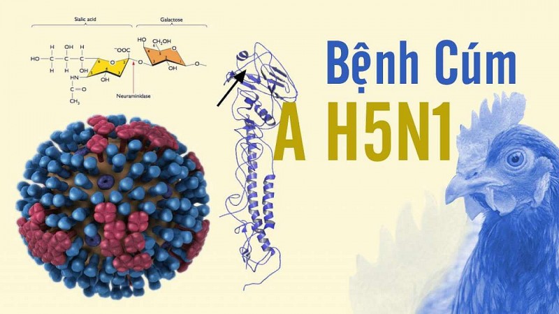 Bộ Y tế khuyến cáo biện pháp phòng, chống dịch cúm A/H5N1