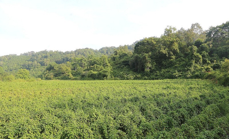 Tỉnh Bắc Kạn phê duyệt dự án phát triển vùng trồng dược liệu quý tại huyện Ba Bể