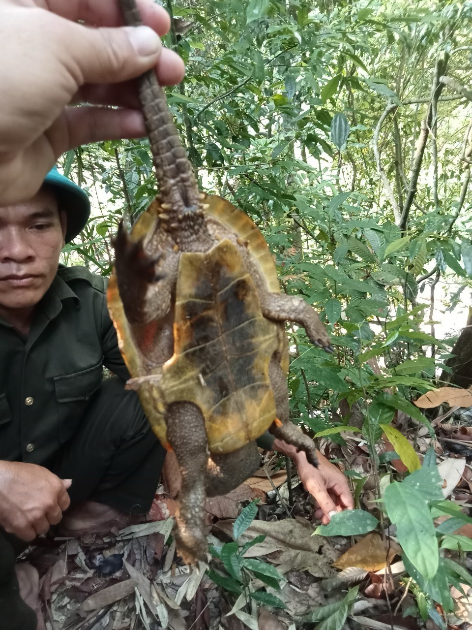 Phát hiện cá thể rùa đầu to quý hiếm tại Bắc Trà My tỉnh Quảng Nam