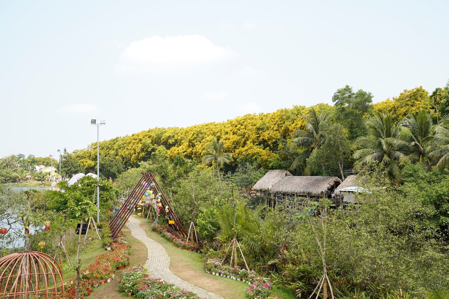 Quảng Nam: Tam Kỳ mùa hoa sưa nở