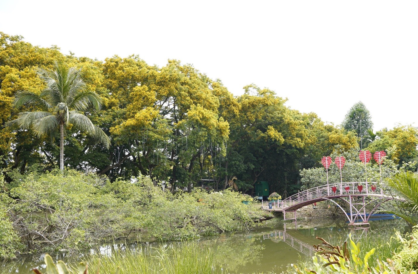 Quảng Nam: Tam Kỳ mùa hoa sưa nở