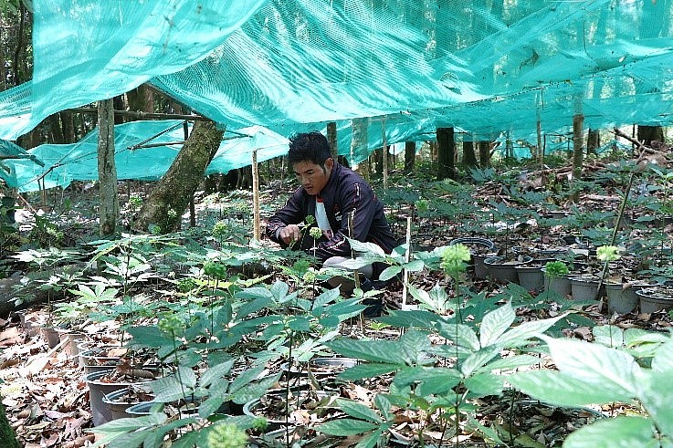 Ảnh minh hoạ: Sâm Ngọc Linh được trồng dưới tán rừng tại huyện Tu Mơ Rông, tỉnh Kon Tum. Ảnh: Cổng TTĐT tỉnh Kon Tum