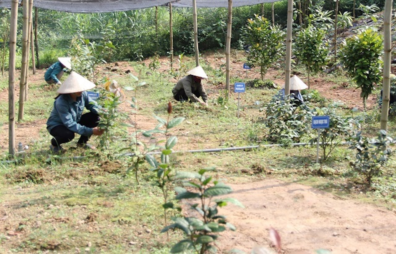 Liên kết phát triển sản phẩm thảo dược tại huyện Sóc Sơn