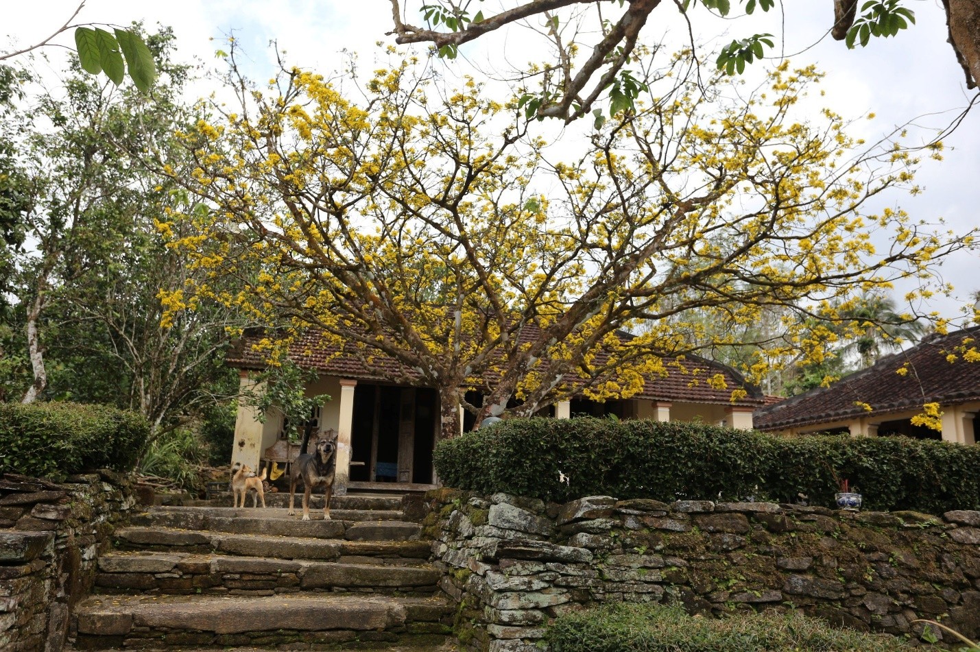 Về với Làng cổ Lộc Yên - làng quê bình yên, điểm đến của du lịch xanh của Quảng Nam Về với Làng cổ Lộc Yên - làng quê bình yên, điểm đến của du lịch xanh của Quảng Nam