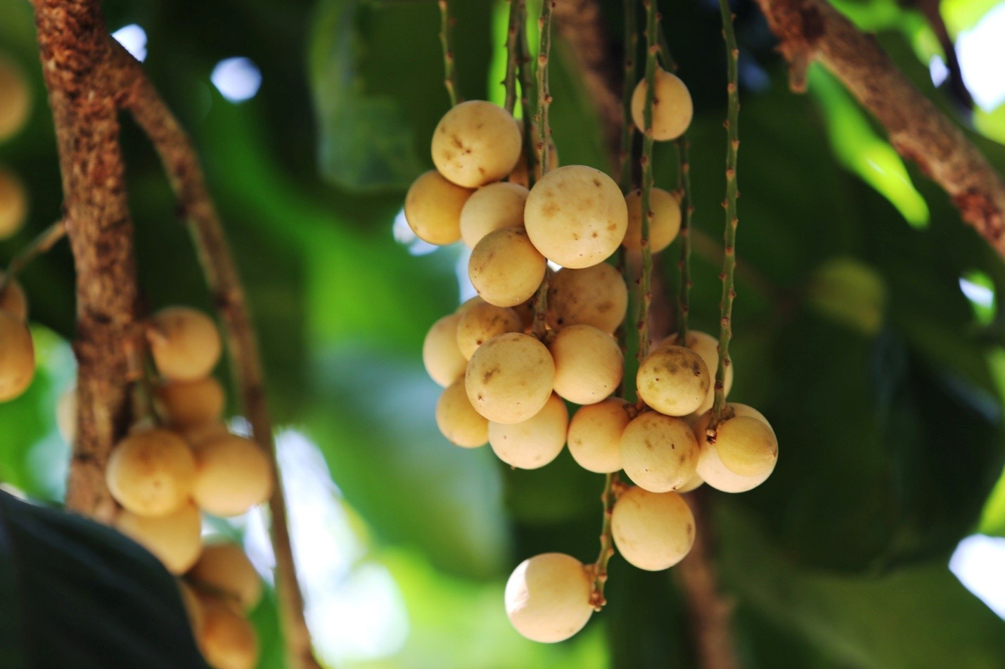 Về với Làng cổ Lộc Yên - làng quê bình yên, điểm đến của du lịch xanh của Quảng Nam Về với Làng cổ Lộc Yên - làng quê bình yên, điểm đến của du lịch xanh của Quảng Nam