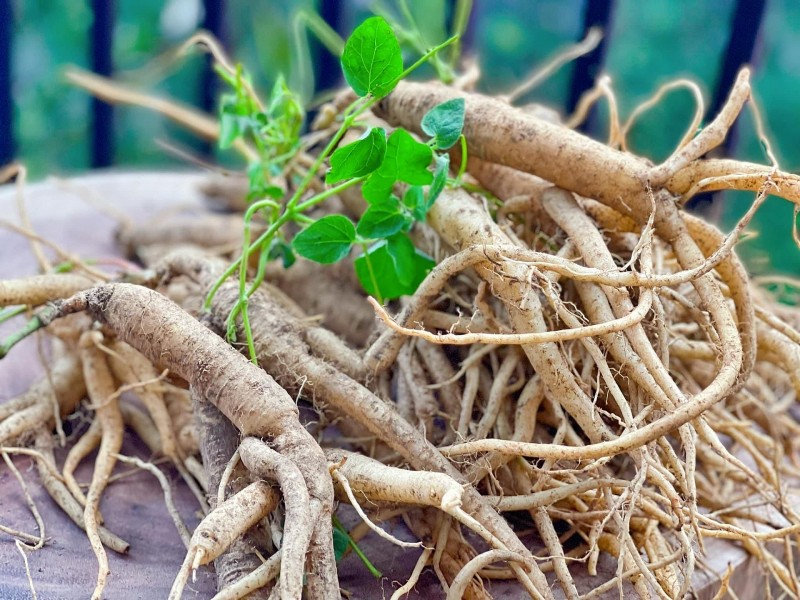 TP. HCM chuẩn bị tổ chức Lễ hội sâm và hương liệu, dược liệu quốc tế