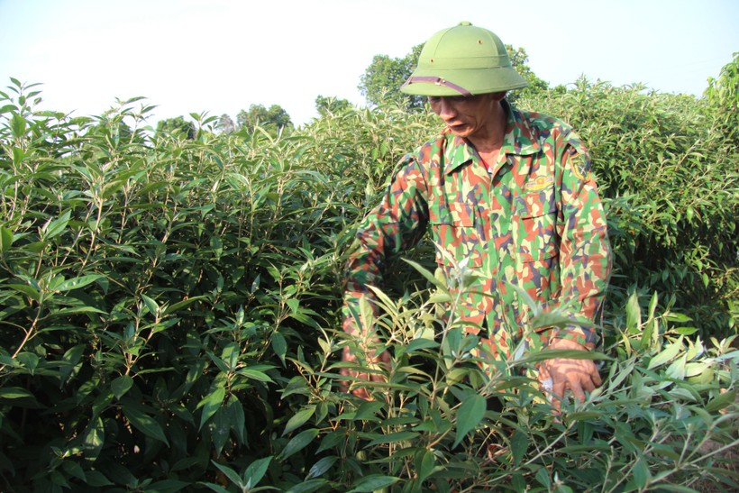 Làm giàu từ cây dược liệu trên đất Thái Bình