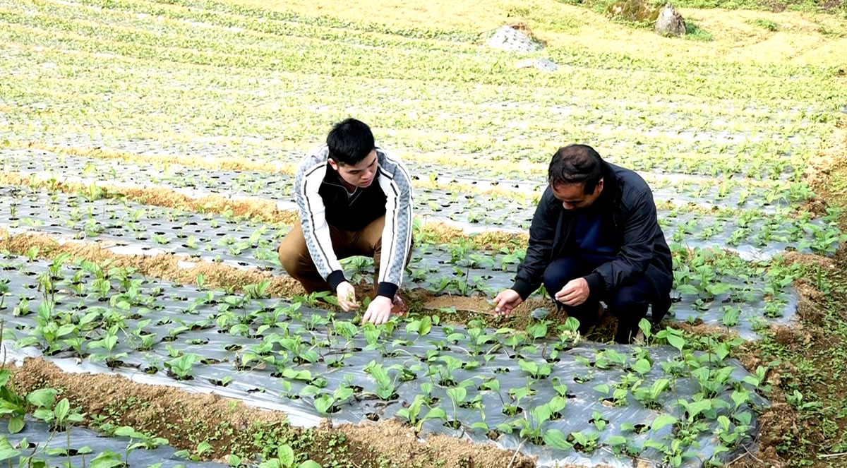 Hà Giang: Quản Bạ trồng mới 80 ha cây dược liệu