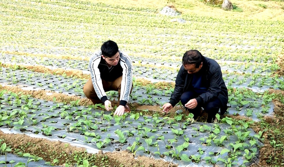 Hà Giang: Quản Bạ trồng mới 80 ha cây dược liệu
