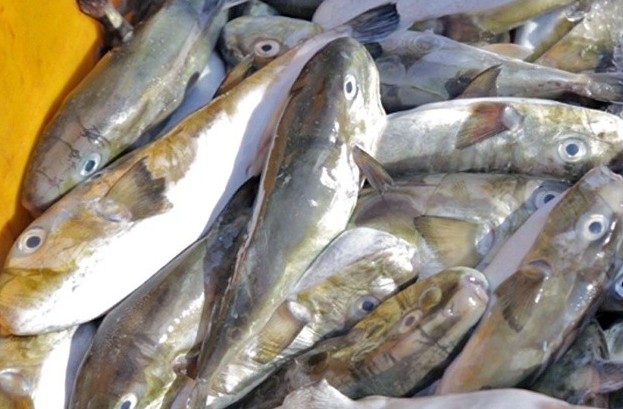 Quảng Ngãi: 5 người bị ngộ độc do ăn cá nóc