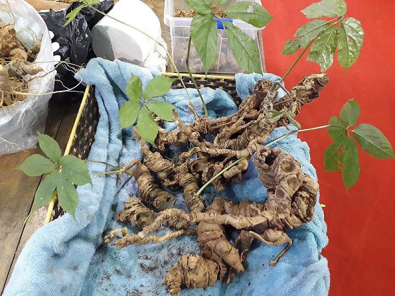 Giải trình tự gene để phân biệt sâm Ngọc Linh và sâm Lai Châu