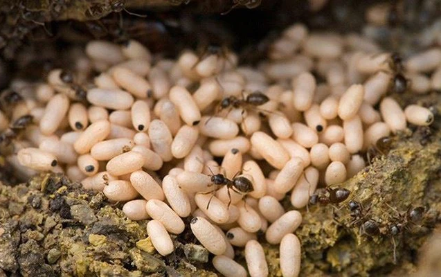 Trứng kiến có chứa độc tố không?
