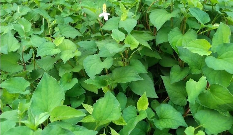 Bí quyết trồng 9 loại rau gia vị và dược liệu tại nhà