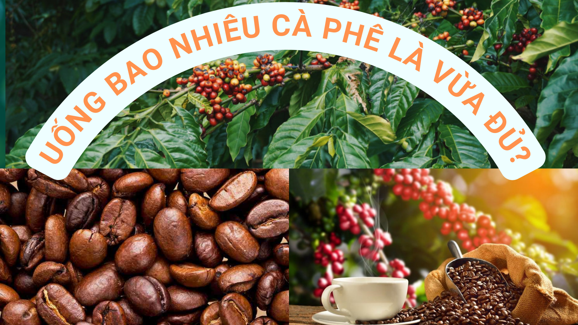 Uống bao nhiêu cà phê là vừa đủ?