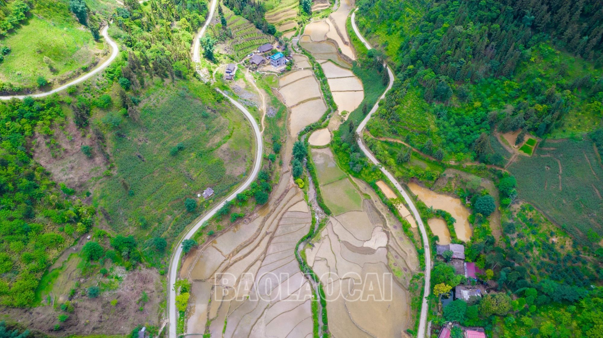 Bức họa đồ mùa nước đổ trên vùng cao Lào Cai