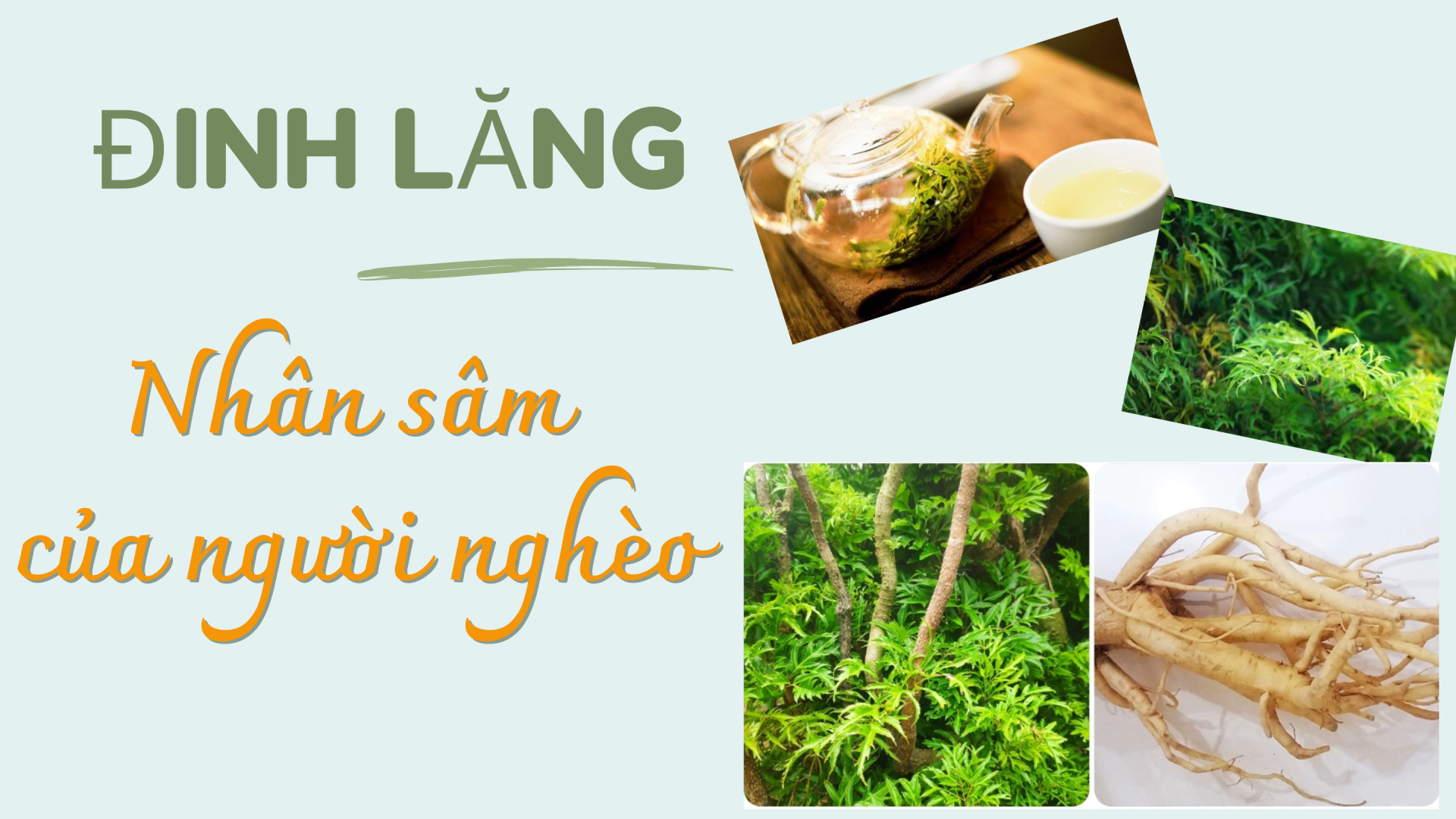 [E-Magazine] Đinh lăng - "Nhân sâm của người nghèo"