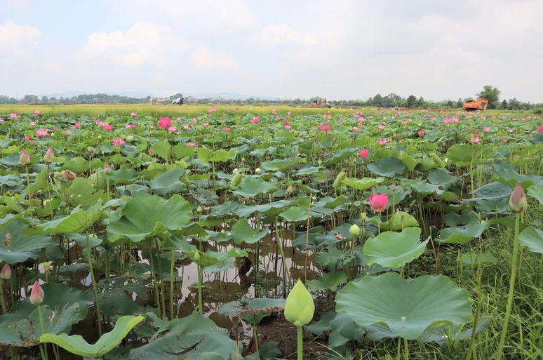 [Ảnh] Hoa sen rực nở, tỏa hương trên quê hương Bác Hồ