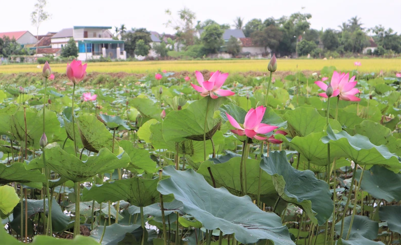 [Ảnh] Hoa sen rực nở, tỏa hương trên quê hương Bác Hồ