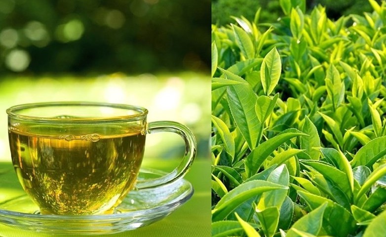 [Video] Những lợi ích tuyệt vời của trà xanh với sức khỏe
