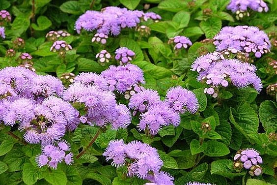 Cây cứt lợn - dược liệu có nhiều tác dụng đối với sức khoẻ