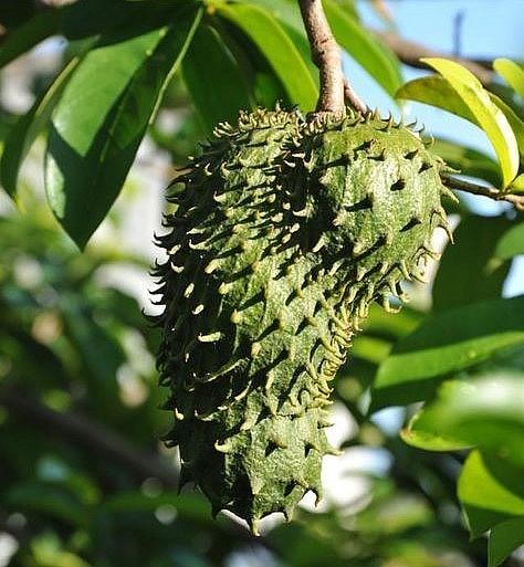 Tác dụng chữa bệnh của mãng cầu xiêm Tác dụng chữa bệnh của mãng cầu xiêm