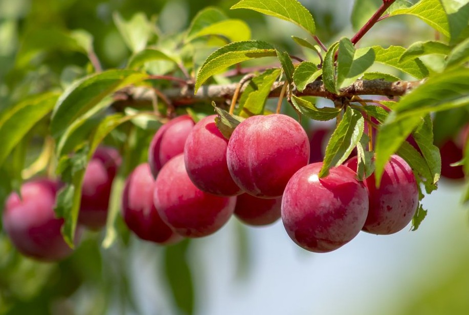 Những ai không nên ăn quả mận?